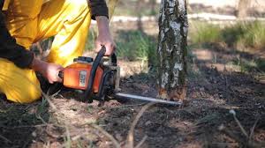 How Our Tree Care Process Works  in  Shawneetown, IL